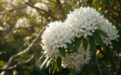 Anthopogen Essential Oil